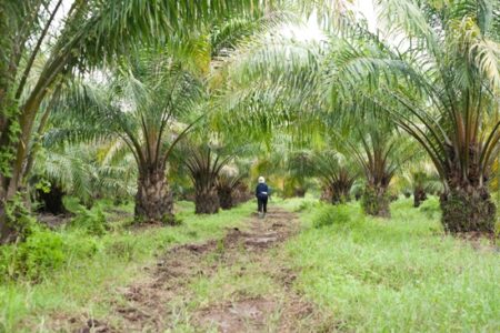 A Crop of Inextinguishable Regrets: The Push for More Sustainable Palm Oil Farming Image